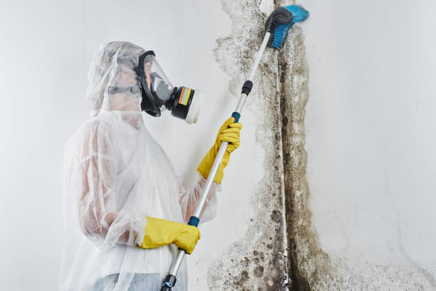 Best Industrial Mold Remediation  in Rockwall, TX